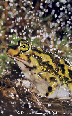 Leopard Frog