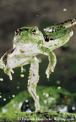 Rio Grande Leopard Frog