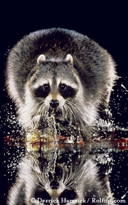 Northern Raccoon
