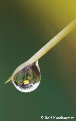 Prickly Pear Cactus, with water drop