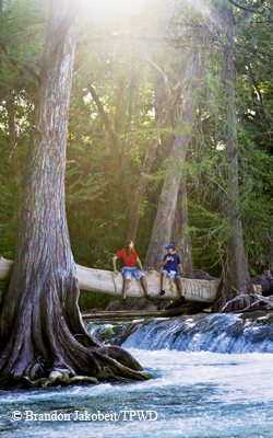 Cypress