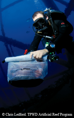 Lionfish