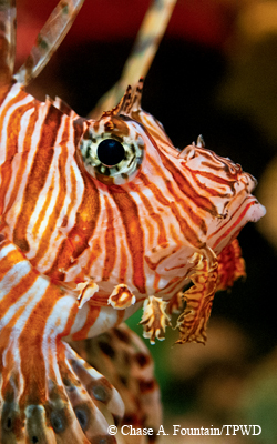 Lionfish