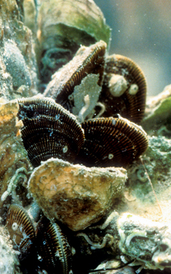 oysters