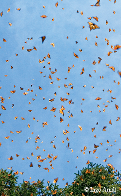 monarch