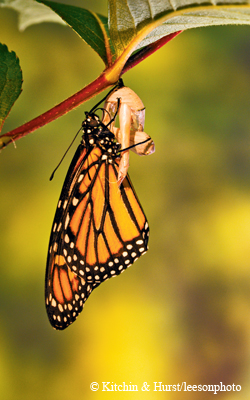 monarch
