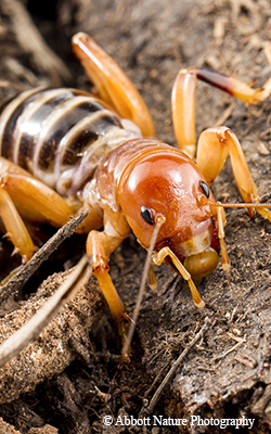 cricket