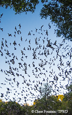 bats