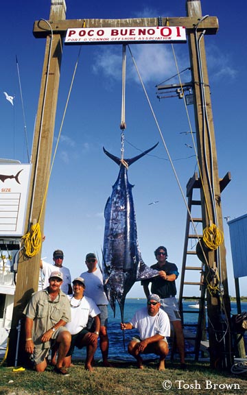 Large gulf marlin