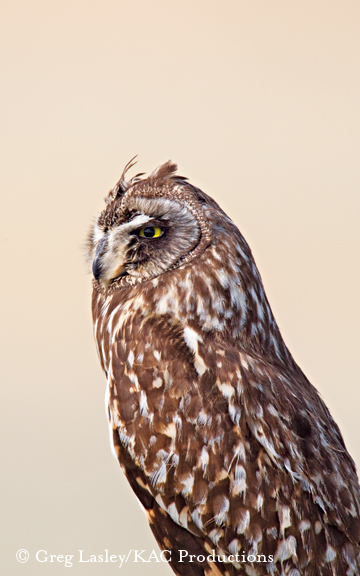 Short-eard owl