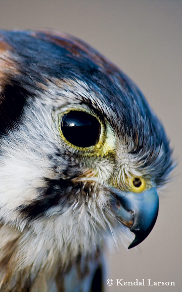 American kestrel