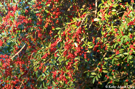 Flora Fact: Yaupon Holly Adds a Festive Touch | December 2010 | TPW ...