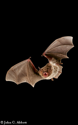 Photo by John C. Abbott