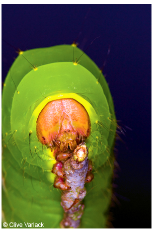 A polyphemus moth catepillar <em>(Antheraea polyphemus)</em> rests between feedings.