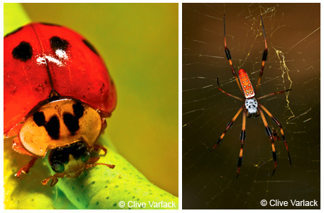 Left figure-Nine-spotted ladybug beetle <em>(Coccinella novemnotata)</em>, the beautiful and beneficial aphid-destroying bug; Right figure-a golden silk spider <em>(Nephila clavipes)</em>, the worlds richest insect, lives on a golden web.