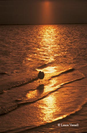 Geese take flight at Anahuac National Wildlife Refuge in Southeast Texas.