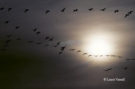 A gull strolls along the shore at Padre Island National Seashore.