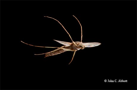 A non-biting midge in flight with its front legs raised.