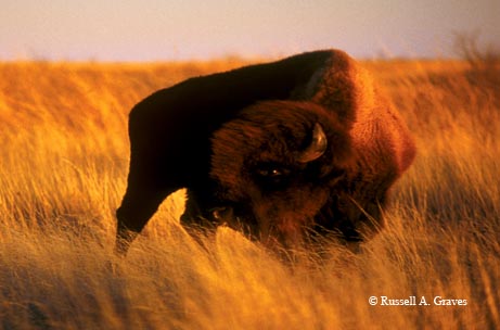 A plains bison surveys the prairie at Caprock Canyons State Park.
