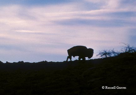 A bison on a private ranch in northern Texas