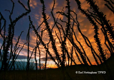 With ocotillo silhouetted in the foreground, mammatus clouds suggest a late-evening storm is coming.