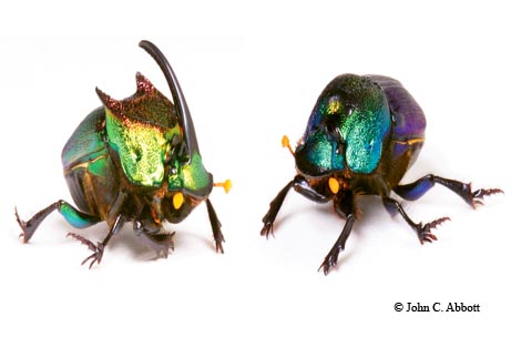 These striking dung beetles — the male and female rainbow scarab (Phanaeus difformis) — are commonly found in cow pastures throughout Texas.
