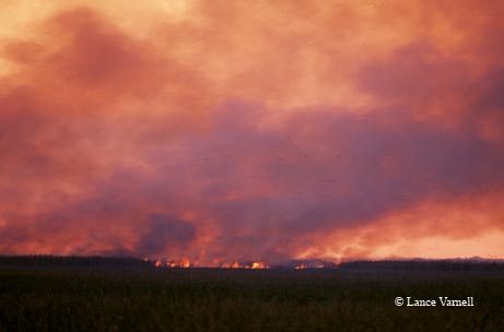 A fire burns through the landscape at Anahuac National Wildlife Refuge.