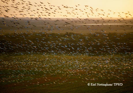 Wintering snow geese head to their evening feeding grounds near El Campo, as seen in this bird’s-eye view.