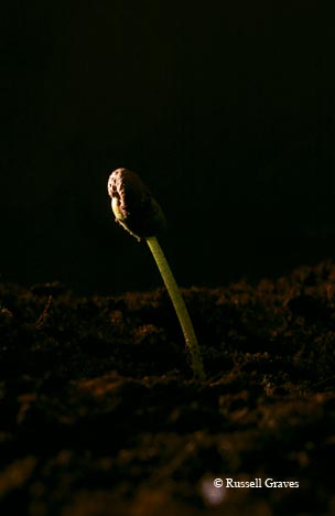 A thunderstorm at dusk near Childress