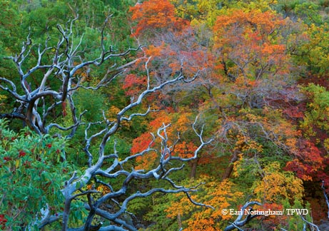 Autumn color goes on display in McKittrick Canyon at Guadalupe Mountains National Park.