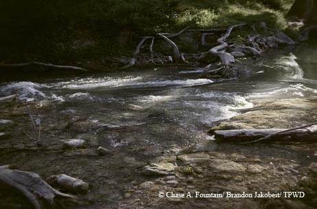 The waters of the upper Guadalupe River reflect sunlight through the trees. By Brandon Jakobeit.