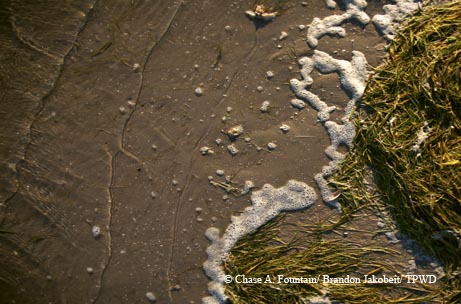 Shoreline at Redfish Bay near Port Aransas.