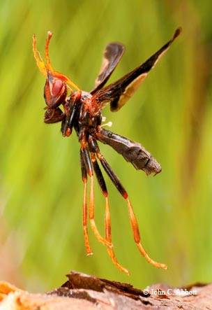 The unusual-looking waved light fly (Pyrgota undata) deposits eggs on the backs of June beetles. The larvae become parasites of the beetle.