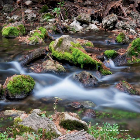 Spring-fed Honey Creek washes over limestone rocks, moss and cypress roots.
