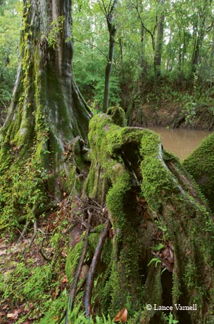 Lush vegetation lines the banks of Tanner Bayou in Liberty County.