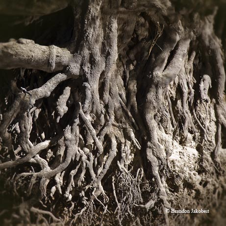 Exposed roots along the banks of the Neches River.