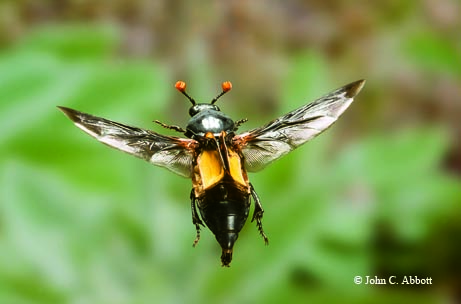 The burying beetle (Nicrophorus carolinus) mimics a wasp while in flight by inverting its elytra (forewings). A pair of these intriguing beetles will bury a small animal carcass, lay their eggs on it and then guard the young as they feed.