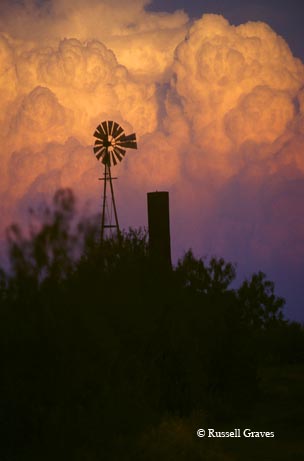 A cotton seedling emerging from the earth.