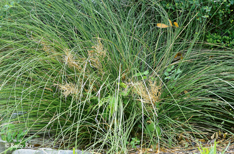 Nolina texana (Texas Sacahuista)