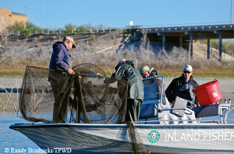 Trap netting at Falcon Lake