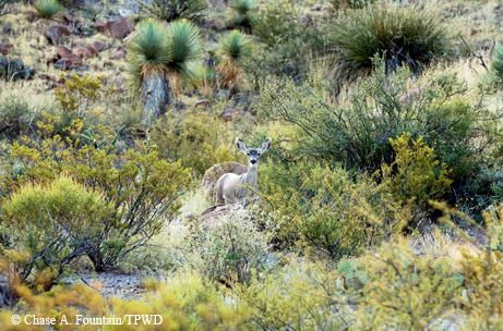 Mule deer