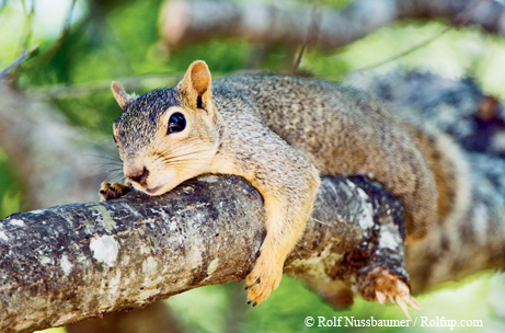 gray squirrel breeding