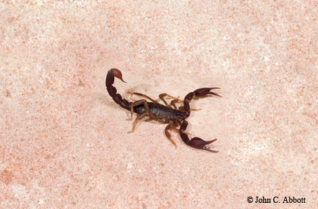 Scorpions - Identification, Environment, Threats