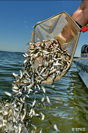 Hybrid Striped Bass - 10mm - 4 Pack (2 pairs)