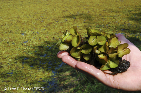Invasives Threaten Texas Waters| TPW magazine|March 2015