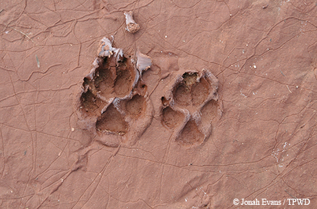 coyote tracks in sand