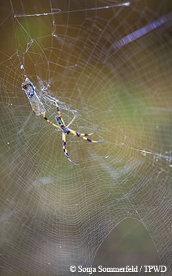 spider