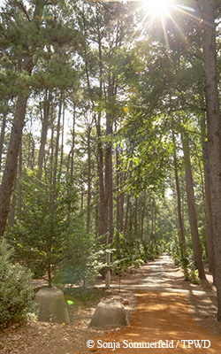 trails