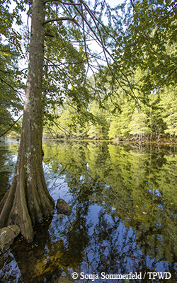 tree in water