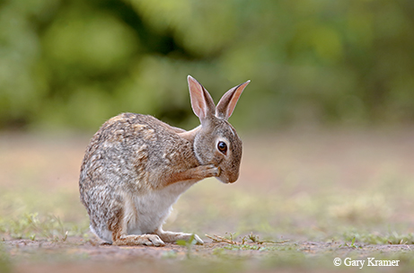 wild baby bunny tail